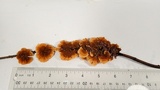 Punctularia atropurpurascens image