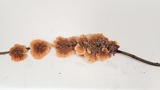 Punctularia atropurpurascens image