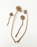 Mycena sanguinolenta image