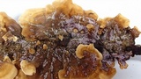 Punctularia atropurpurascens image