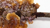 Punctularia atropurpurascens image