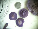 Clitocybe tarda image
