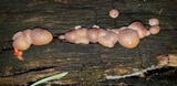 Lycogala epidendrum image