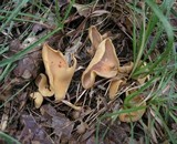 Otidea onotica image