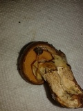 Suillus cothurnatus image