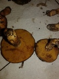 Suillus cothurnatus image