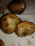 Suillus cothurnatus image