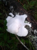 Lentinus scleropus image