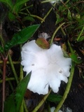 Lentinus scleropus image