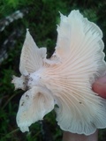 Lentinus scleropus image