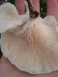 Lentinus scleropus image