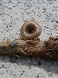 Lentinus crinitus image