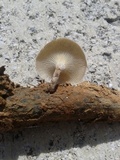 Lentinus crinitus image
