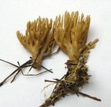 Ramaria eumorpha image