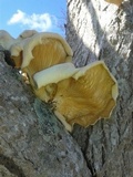 Lentinus scleropus image