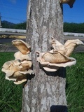 Lentinus scleropus image