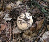 Russula chloroides image