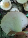 Lentinus sajor-caju image