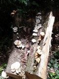 Lentinus sajor-caju image