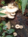 Lentinus crinitus image