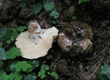 Russula nigricans image
