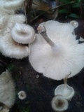 Lentinus crinitus image