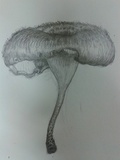 Lentinus crinitus image