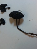 Psilocybe guilartensis image