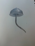 Psilocybe guilartensis image