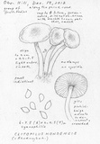 Rhodocybe hondensis image