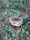Laetiporus persicinus image