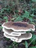 Laetiporus persicinus image