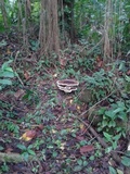 Laetiporus persicinus image