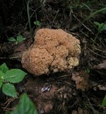 Sparassis crispa image