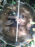 Laetiporus persicinus image