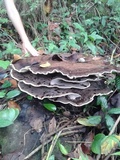 Laetiporus persicinus image