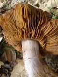 Cortinarius wahkiacus image
