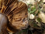 Cortinarius wahkiacus image