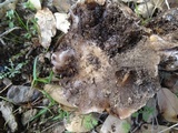 Cortinarius wahkiacus image