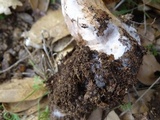 Cortinarius wahkiacus image