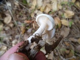 Hygrophorus eburneus image