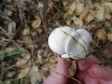 Hygrophorus eburneus image