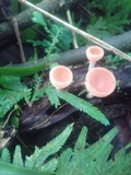 Cookeina speciosa image