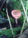 Cookeina speciosa image