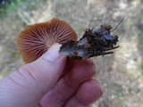 Laccaria bicolor image