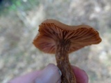 Laccaria bicolor image