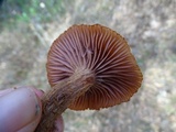 Laccaria bicolor image