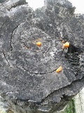 Earliella scabrosa image