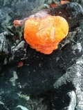 Earliella scabrosa image
