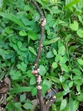 Marasmius crinis-equi image